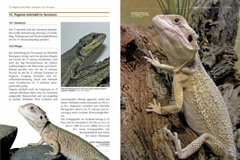 Bartagamen – Die Gattung Pogona